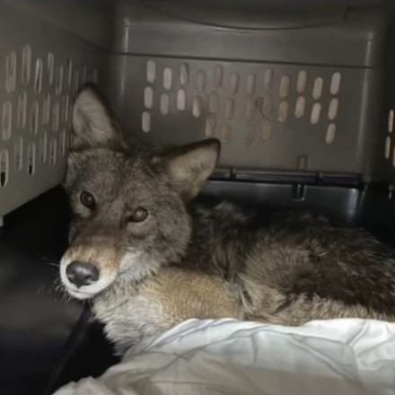 Απίστευτο: Κογιότ κρύφτηκε στα ράφια ψυγείου σε σούπερ μάρκετ