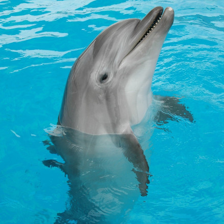 Δελφίνια τέλος στο Αττικό Πάρκο: Δεν πωλούνται, μεταφέρονται στη Φλόριντα βάσει κανονισμών