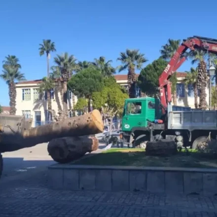 Ναύπλιο: Απομακρύνονται οι φοίνικες από την πλατεία του Δημαρχείου