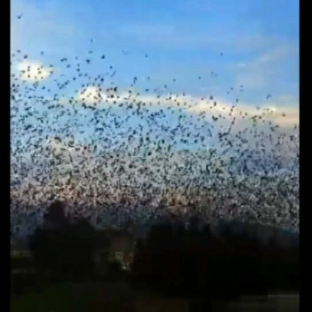 Εντυπωσιακές εικόνες: Ψαρόνια «χορεύουν» και «σκοτεινιάζουν» τον ουρανό στο Ναύπλιο