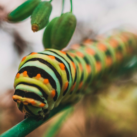 Κάμπιες: Πώς το δηλητήριό τους μπορεί να αποδειχθεί σωτήριο για τις ανθρώπινες ζωές