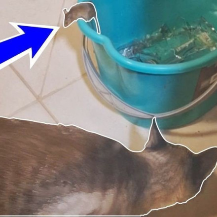 Ο «Τομ» και ο «Τζέρι»… στην πραγματικότητα – Το απίθανο κυνηγητό που έγινε viral στα social media