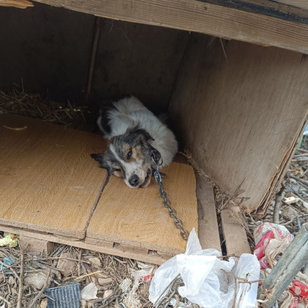 Χαλκιδική: Σύλληψη 40χρονου μετά από καταγγελία για κακοποίηση ζώων