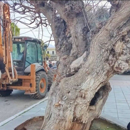«Έπεσε» η μνημειακή μουριά Ταμβάκη του 1821 αλλά η διαμάχη πολιτών - δήμου καλά κρατεί