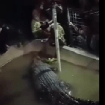 Πανικός σε θεματικό πάρκο: Κροκόδειλος επιτίθεται σε ηλικιωμένο και του «συνθλίβει» το χέρι - Βίντεο