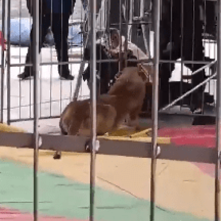 Στιγμές τρόμου σε τσίρκο στην Κίνα: Λέαινα επιτίθεται σε εργαζόμενο κατά τη διάρκεια παράστασης