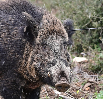 Θλιβερές εικόνες: Αγριογούρουνο περιφέρεται στην Πάρνηθα με βέλος καρφωμένο στο αυτί