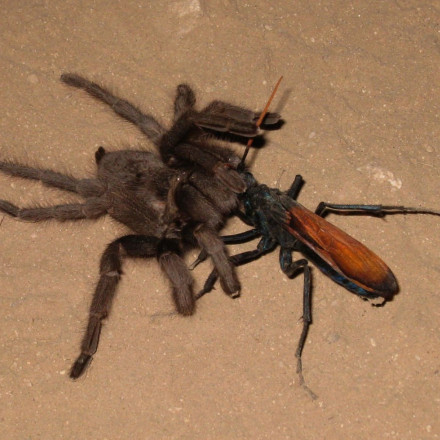 Γεράκι ταραντούλα: Η σφήκα που ταΐζει τα μικρά της με δηλητηριώδεις αράχνες και τις κάνει ζόμπι