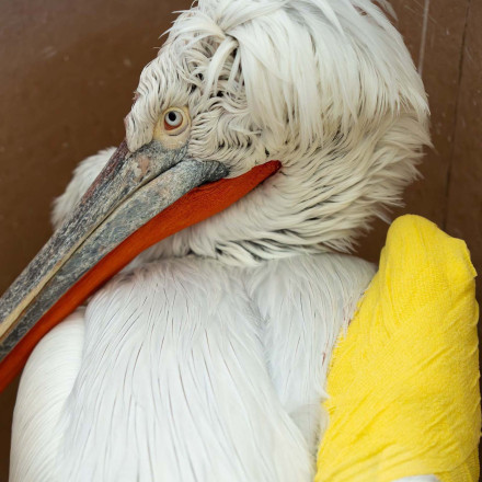 Αργυροπελεκάνος έπεσε σε καλώδια της ΔΕΗ στη Θεσσαλονίκη - Τον «έσωσε» πομπός που φορούσε