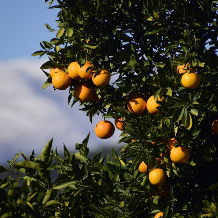Αποζημιώσεις σε παραγωγούς παραμορφωμένων φρούτων στη Βόρεια Ελλάδα - Δημοσιεύτηκε σε ΦΕΚ