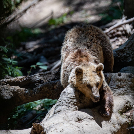 «Ξύπνησαν» οι αρκούδες στο Νυμφαίο και είναι έτοιμες για παιχνίδι - Άνοιξε το Κέντρο Προστασίας