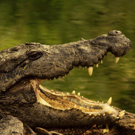 Φρίκη: Κροκόδειλος «έκοβε» βόλτες με πτώμα γυναίκας στα σαγόνια του - Προσοχή σκληρό βίντεο