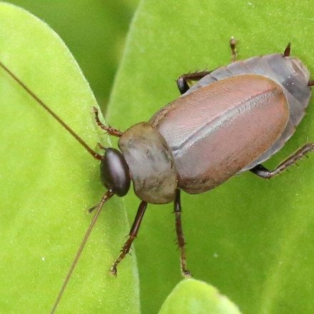 Κι όμως η κατσαρίδα παράγει γάλα και είναι και πιο θρεπτικό από το αγελαδινό