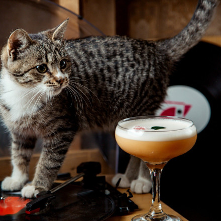 Πώς θα κάνετε τη γάτα σας να πιει περισσότερο νερό - Το τέλειο κοκτέιλ για να την κεράσετε