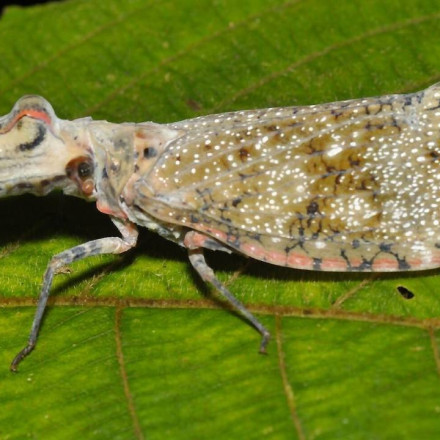 Το έντομο που «αν σε τσιμπήσει, πρέπει να κάνεις σεξ, αλλιώς πεθαίνεις»... σύμφωνα με τον θρύλο