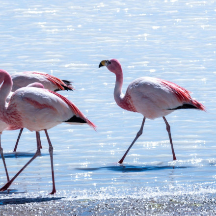 Γαλλία: Βαριά «καμπάνα» για εταιρεία παραγωγής - Καταστράφηκαν φωλιές φλαμίνγκο σε γυρίσματα ταινίας