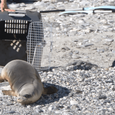 Η Νικόλ έκανε παιδί: Χαμόγελα για την ορφανή φώκια και τη νέα της «παρέα» - Εντυπωσιακές εικόνες
