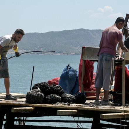 Θεσσαλονίκη: Το ΑΠΘ προσπαθεί να σώσει τα μύδια από την κλιματική κρίση