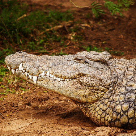 Απίστευτο: Ξέχασαν αλιγάτορα σε δωμάτιο ξενοδοχείου - Τον ανακάλυψαν έντρομοι οι υπάλληλοι