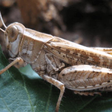 Αργολίδα: Έξαρση της εμφάνισης των ακρίδων – Πώς να τις αντιμετωπίσεις