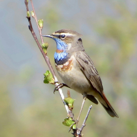 Εσείς τον είδατε; Σπάνια εμφάνιση ενός Γαλαζολαίμη στον υγρότοπο της Αρτέμιδας