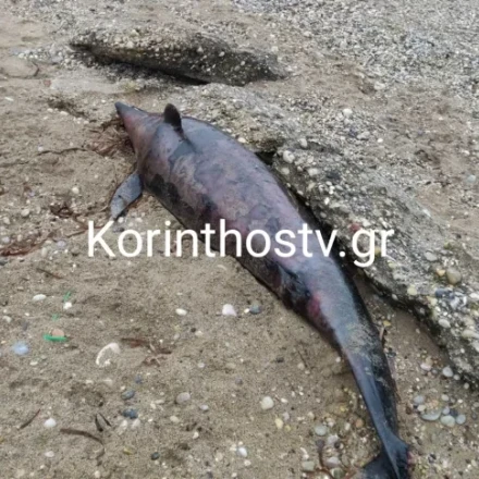 Θλιβερό θέαμα στην Κόρινθο: Νεκρό δελφίνι ξεβράστηκε σε παραλία