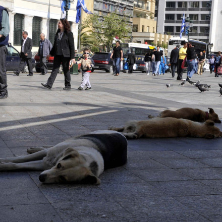 Συστάσεις για την προστασία των ζώων τις ημέρες του καύσωνα