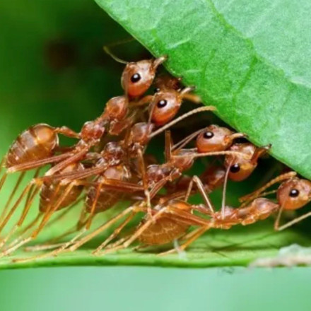 Γερμανία: Μυρμήγκια συνευρέθηκαν ερωτικά αφήνοντας χιλιάδες χωρίς Internet
