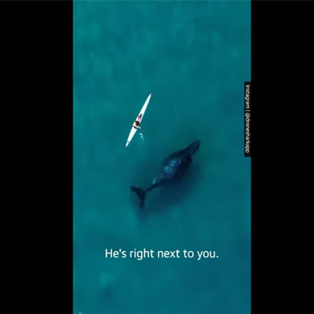 Σίδνεϊ: Φάλαινα κολυμπούσε δίπλα σε άνδρα που έκανε καγιάκ – Εντυπωσιακό βίντεο