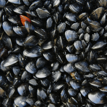 Κίνα: STOPσε τρόφιμα και κυρίως θαλασσινά από την Ιαπωνία λόγω της Φουκοσίμα