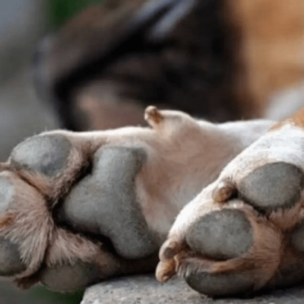 Θεσσαλονίκη: 50χρονος μαχαίρωσε αδέσποτα σκυλιά – Κατηγορείται για κακούργημα