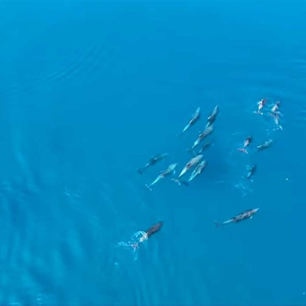 Φθιώτιδα: Η γνωστή αγέλη δελφινιών επιστρέφει και προσφέρει το ωραιότερο θέαμα Upό ψηλά