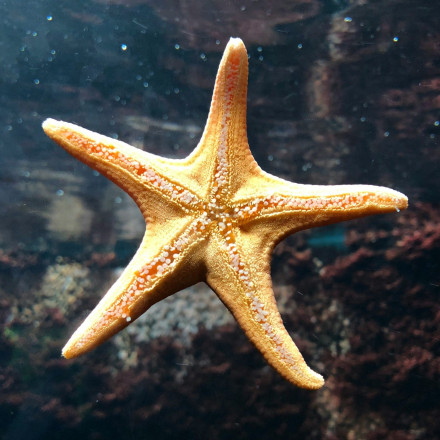 «Έξυπνα» μόνιτορ με έμπνευση από... τους αστερίες παρακολουθούν την καρδιά μας εν κινήσει