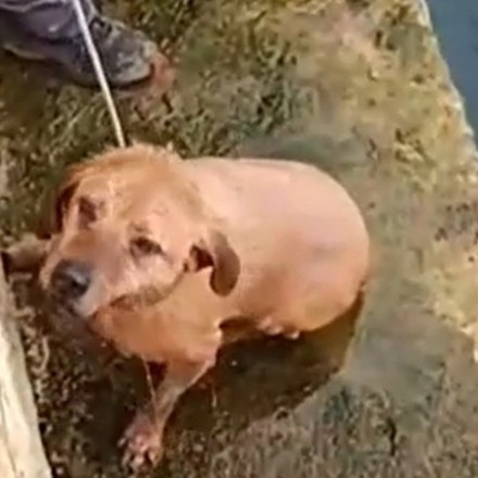 Συγκινητικό βίντεο διάσωσης σκύλου στη Ραφήνα