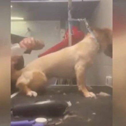 Βόλος: Βάναυση κακοποίηση ζώων από pet groomer - Βίντεο ντοκουμέντα