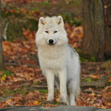 Επιστήμονες «αναβίωσαν» τον ανταρόλυκο του Game Of Thrones με DNA από απολιθώματα