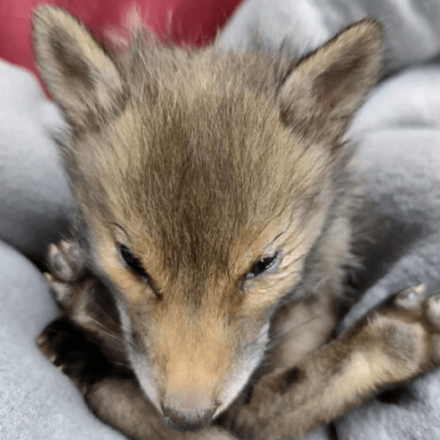 Νεογέννητο αλεπουδάκι βρέθηκε στην «καρδιά» της Αθήνας - Διασώθηκε και παλεύει για τη ζωή του