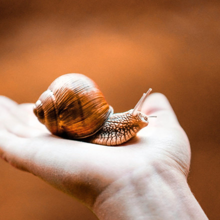 Οι ακτιβιστές που απελευθέρωσαν 1.158 σαλιγκάρια από σούπερ μάρκετ: «Τα ζώα δεν είναι εμπόρευμα»