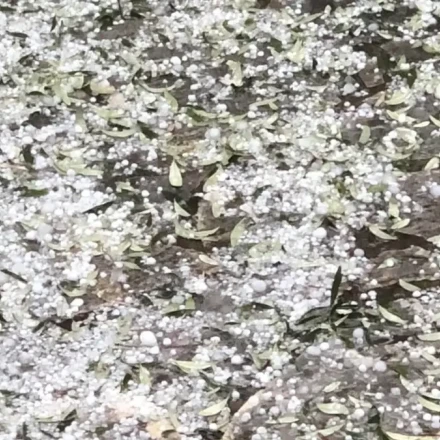 Χαλαζόπτωση στον Αργολικό Κάμπο – Ζημιές σε αμπελώνες και κηπευτικά