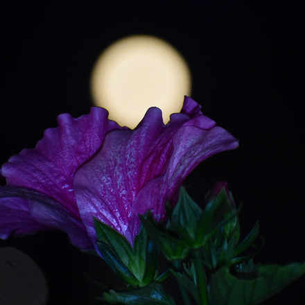 Αντίστροφη μέτρηση για το «ροζ φεγγάρι» - Ιδανικά σημεία για να απολαύσεις την εντυπωσιακή πανσέληνο