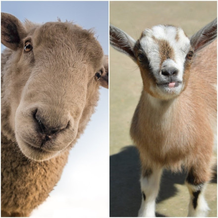 Αρνί ή κατσίκι το Πάσχα: Εσύ ξέρεις ποια είναι η καλύτερη επιλογή για σούβλα