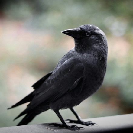 Κρήτη: Ένα κοράκι άφησε χωρίς ηλεκτρικό ρεύμα την Ιεράπετρα - Πώς έγινε το απίστευτο περιστατικό