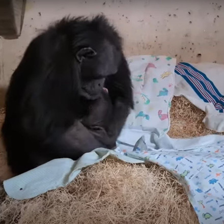 Απίθανη σκηνή σε ζωολογικό κήπο: Μητέρα χιμπατζής «ραγίζει» καρδιές όταν βλέπει το μικρό της
