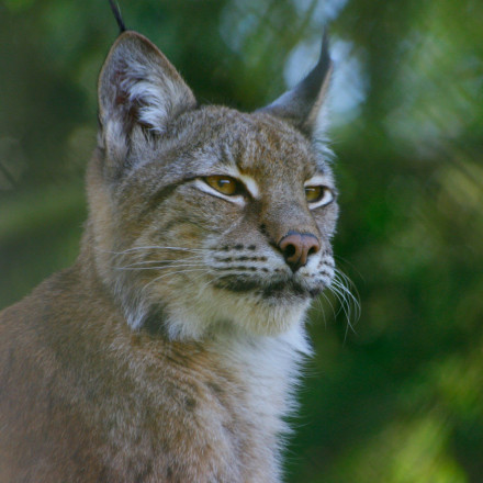 Λευκές τίγρεις, πούμα και ύαινες προς πώληση: Εμπόριο εξωτικών αιλουροειδών μέσω social media