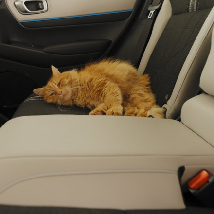 Τι να κάνω για να προστατεύσω τα κατοικίδιά μου από τον ήχο των πυροτεχνημάτων;