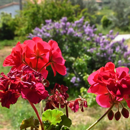 Συνεχίζεται ο ανοιξιάτικος καιρός τη Δευτέρα του Πάσχα - Πού θα σημειωθούν καταιγίδες το μεσημέρι