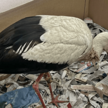 Σοκαριστικό περιστατικό με πελαργό - Βρέθηκαν στον οισοφάγο του δεκάδες λάστιχα δεσίματος