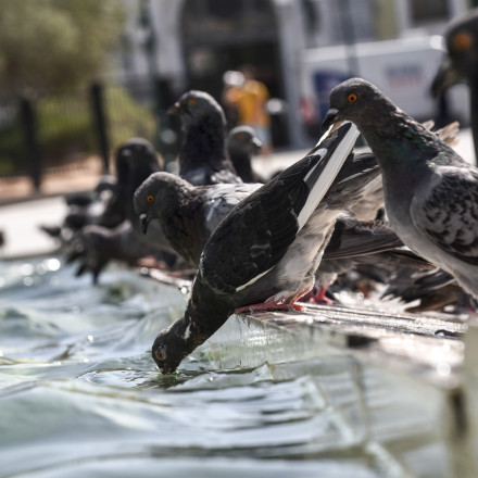 Αρπακτικά πουλιά επιστρατεύει ο δήμος Ξάνθης για να απομακρύνει τα περιστέρια - «Μεσαιωνικός τρόπος»