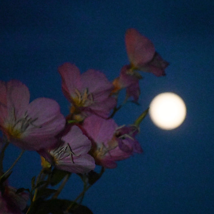 Μαγευτικές εικόνες από την «Πανσέληνο των λουλουδιών» - Πότε είναι η επόμενη