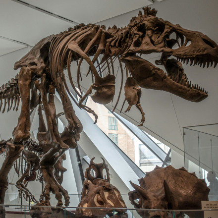 Απολιθώματα άγνωστου είδους δεινοσαύρου βρέθηκαν στη Μογγολία - Ξεχασμένα για μισό αιώνα σε συρτάρι